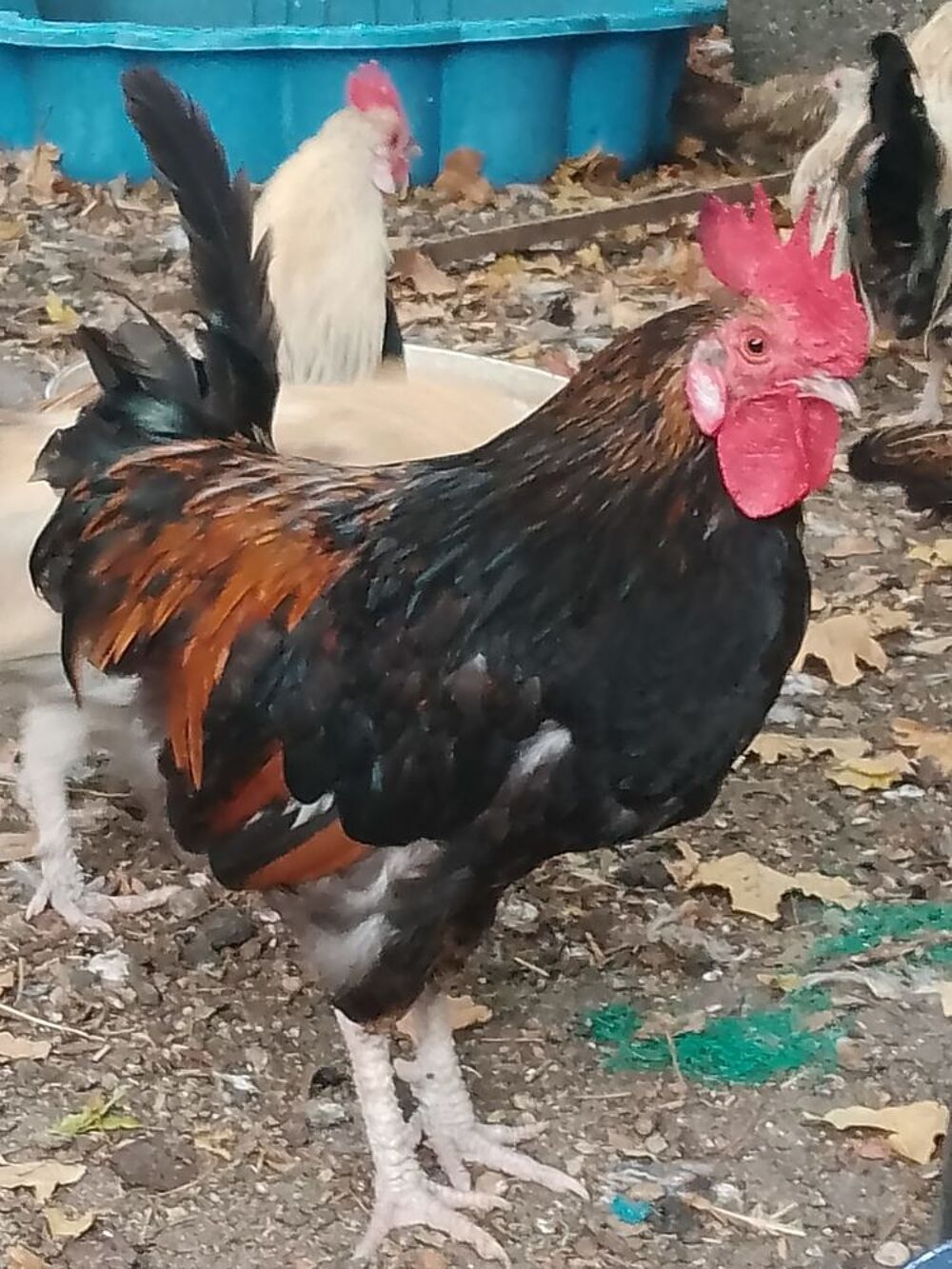   Coq nain  