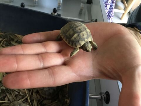 bébés tortues grecques nées dans notre jardin fin août 50 13300 Salon-de-provence