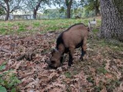   Boulette, bouc nain à adopter 