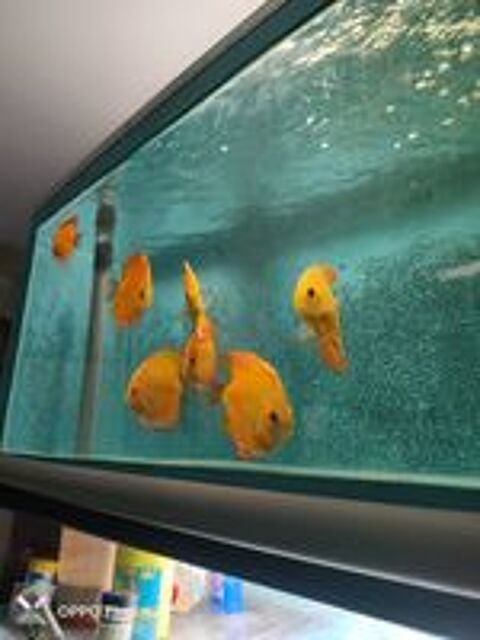   Jeune discus  