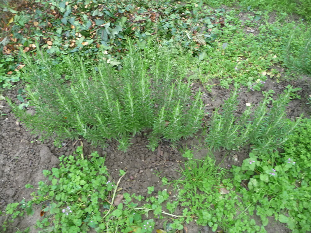 pieds d'arbustes Jardin