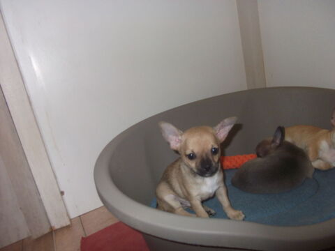magnifique bébé chihuahua 995 30000 Nmes