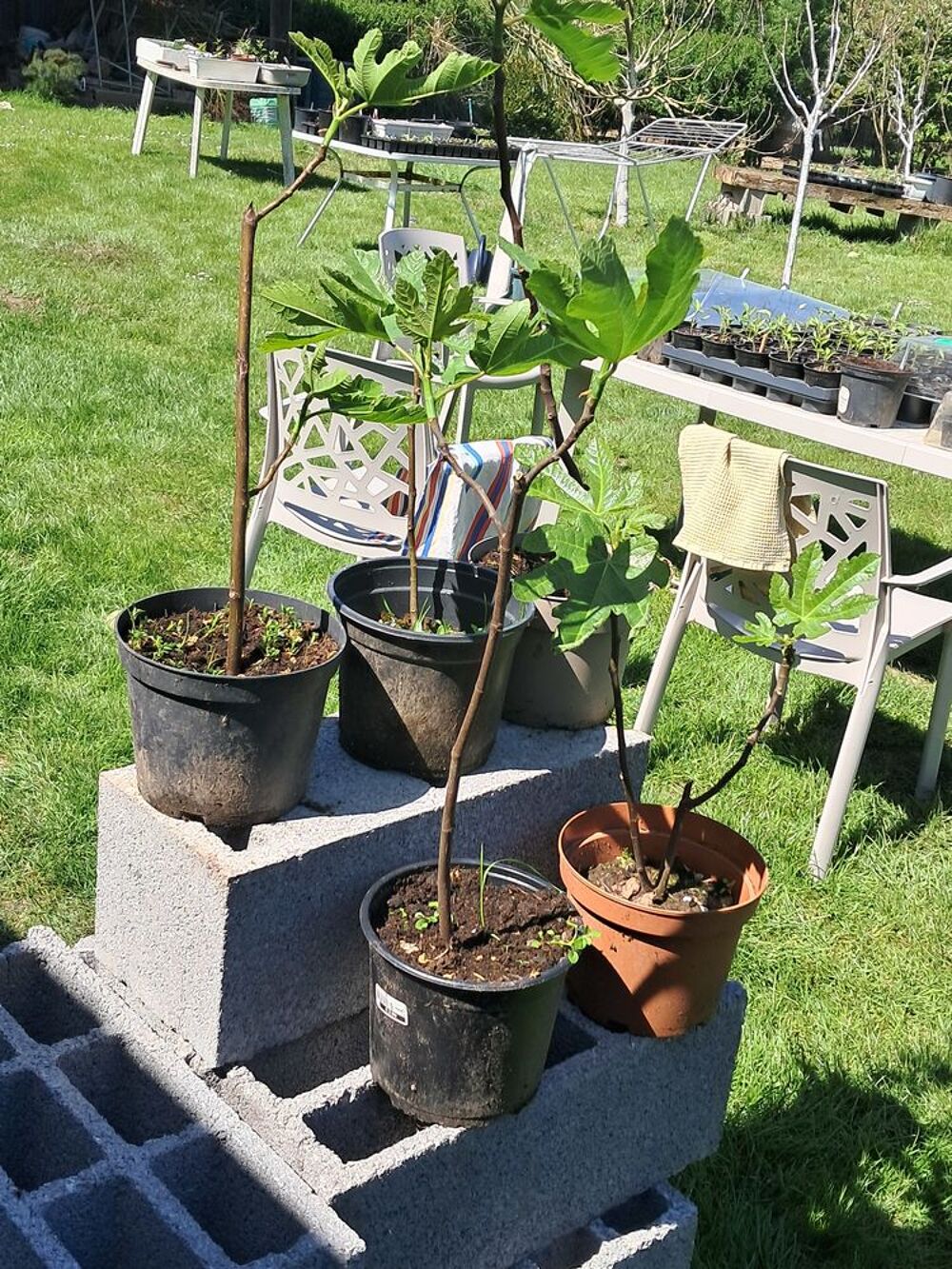 figuier bifere Jardin