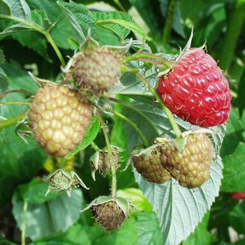 Plant de framboisier ,fraisier racine nue 1 Affoux (69)