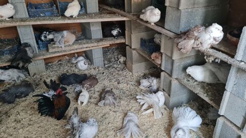 pigeons paons indiens pure race 10 34450 Vias