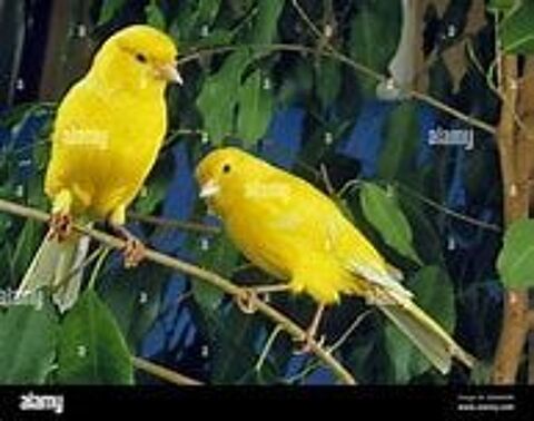   arrêt cause maladie d'oiseaux  