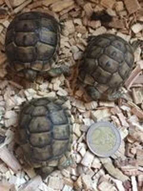   BB Tortues de terre juvenilles nes dans l't  