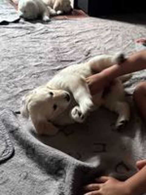   Golden Retriever 