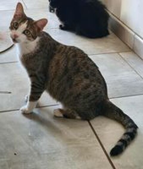   VEGAS FEMELLE TIGRE BLANC 2 ANS 