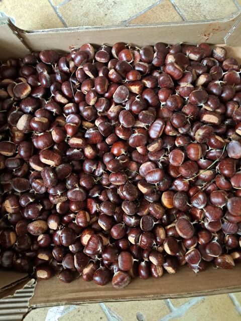 belles chataignes de 2025 3 Nogent-le-Rotrou (28)