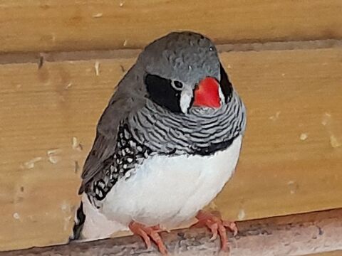 SUPERBES MANDARINS 9 14800 Touques