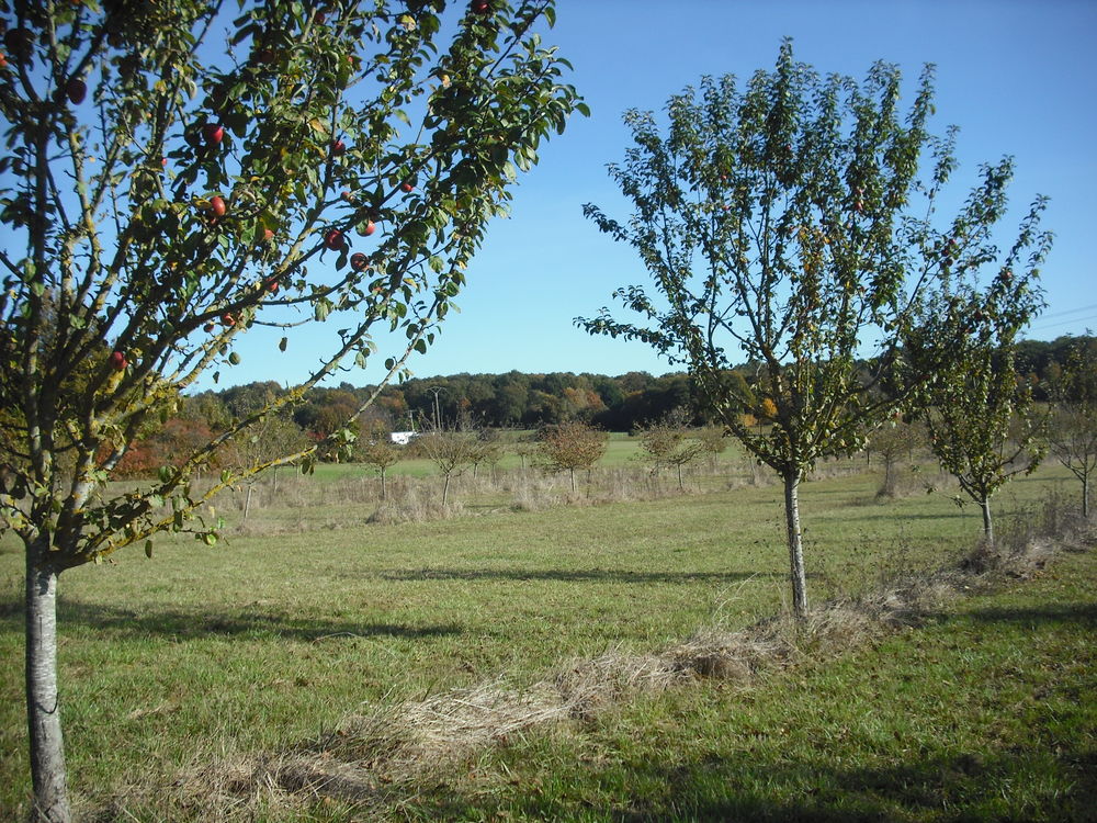 Location Terrain TERRAINS AGRICOLES en SEINE ET MARNE A  LOUER Crcy-la-chapelle