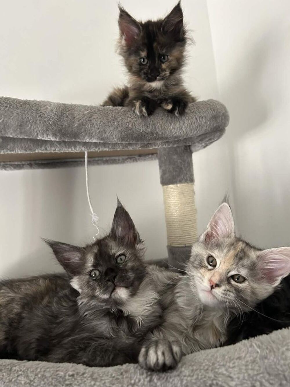   Maine Coon LOOF 