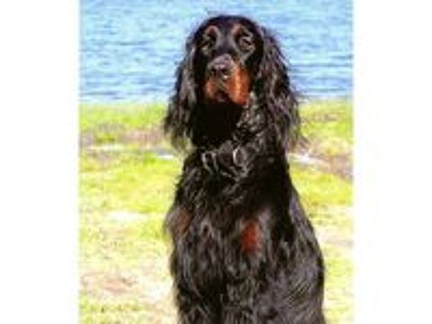   chiots setter gordon 