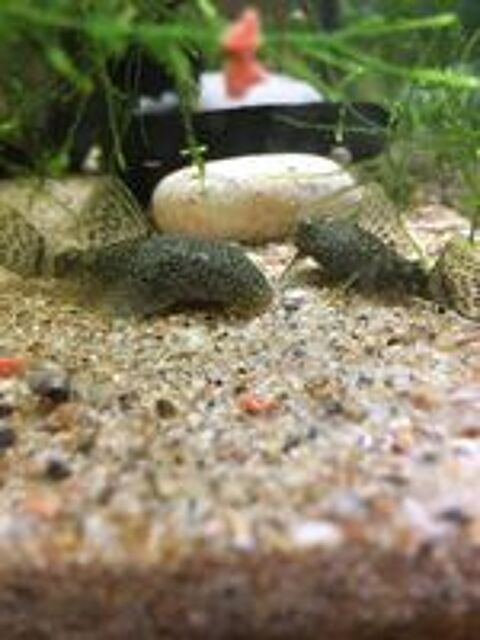   Ancistrus 