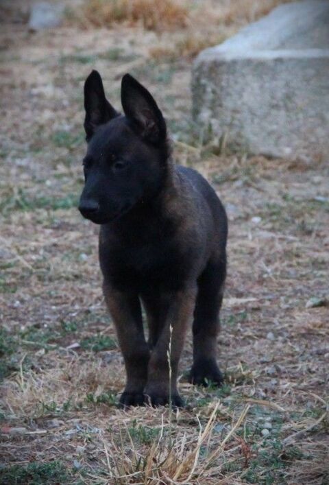 Chiots Malinois trés charbonnés LOF 700 65500 Vic-en-bigorre
