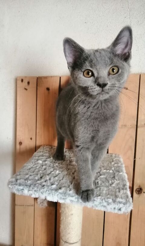 A r&eacute;server chatons Chartreux LOOF 850 65370 Siradan