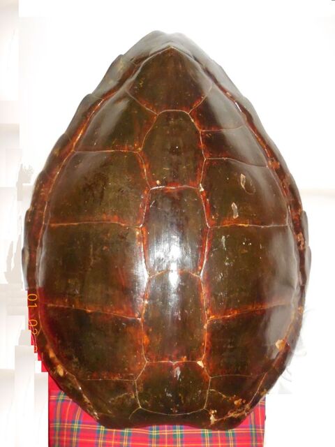 Carapace 37200 Tours