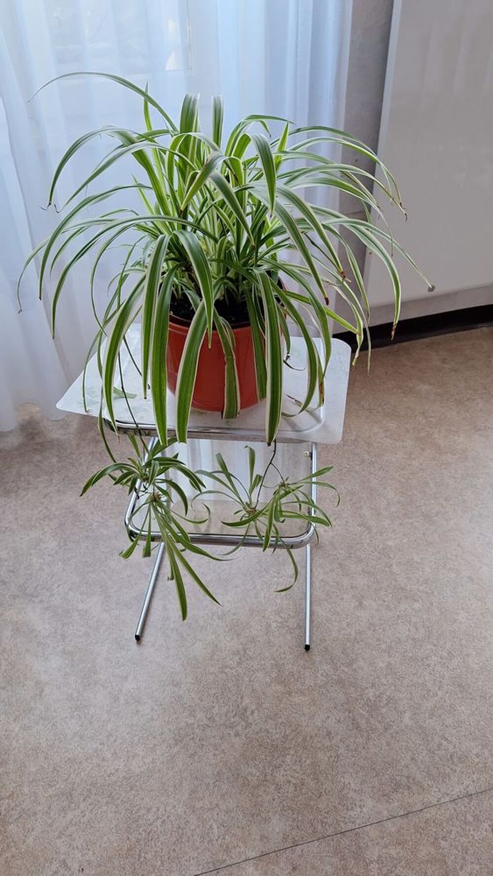 Plante d'interieur Décoration