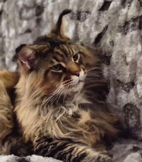 Magnifique B&eacute;b&eacute;s Maine Coon m&acirc;les Polydactyles 1900 77300 Fontainebleau