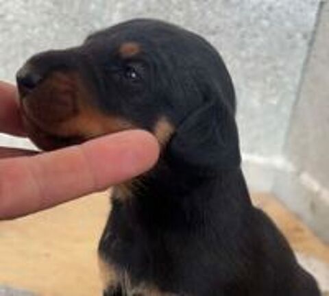   Jagd terrier mâle  