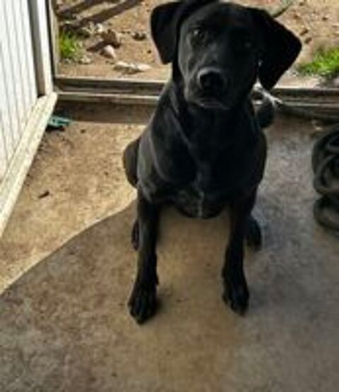   Donne à contrec?ur Chienne de 3 ans 