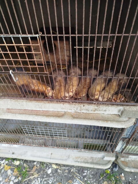 Adorables,jeunes furets putoisés (chasse et compagnie) 70 33320 Eysines