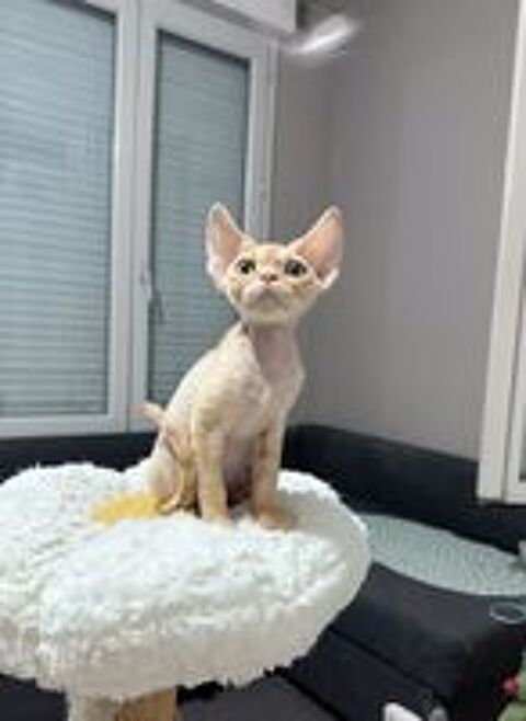   Chaton Devon Rex ? vacciné et pucé 