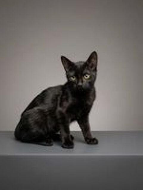   Arya chatonne 2 mois 1/2 cherche famille 