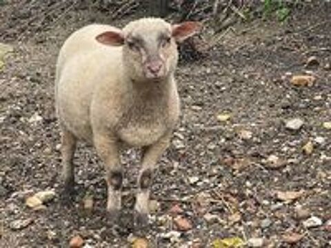   4 mouton 