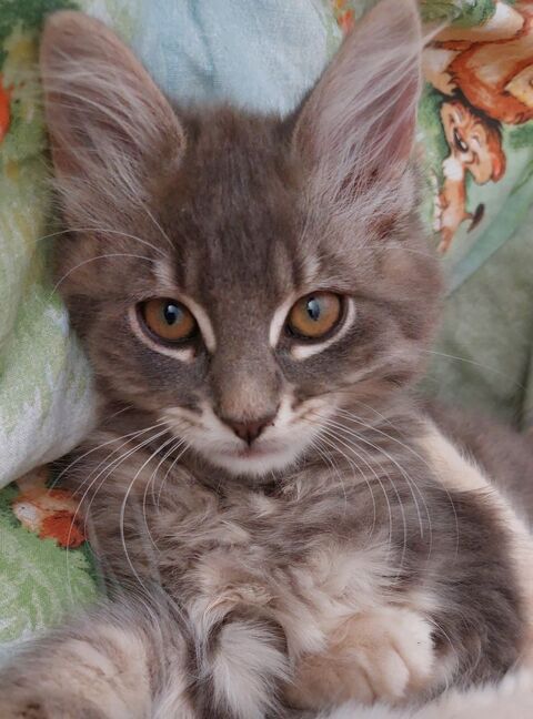 Adorable chaton cherche famille aimante  0 95420 Magny-en-vexin