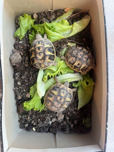 Tortues 50 13530 Trets