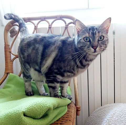 Lili jolie et jeune chatte gentille cherche famille 140 11000 Carcassonne