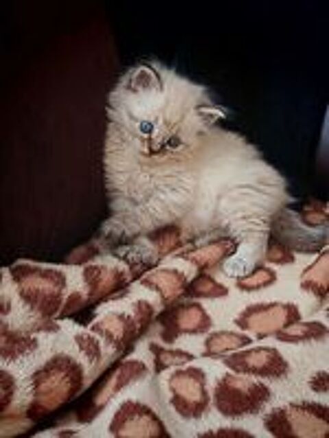   Chaton  Sacré Birmanie croisé 