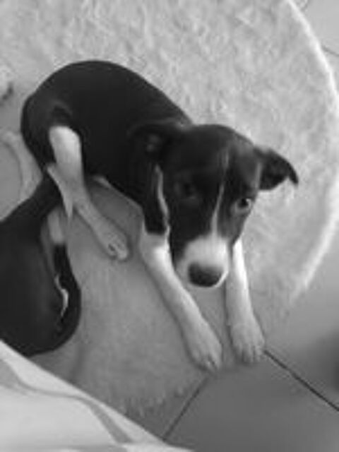   Chiots croiss Jack Russel Person, Berger Australien 