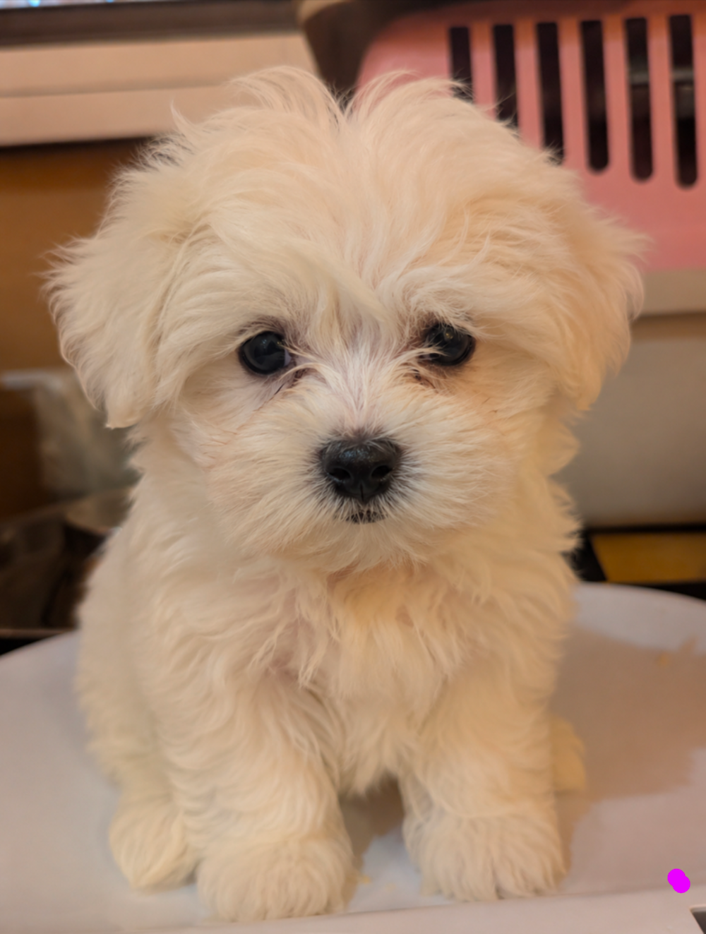   Bichon maltais  