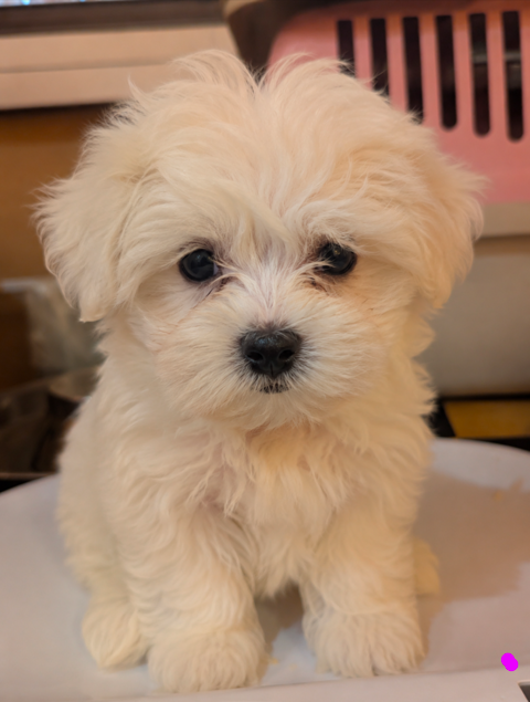 Bichon maltais 950 71370 Baudrières