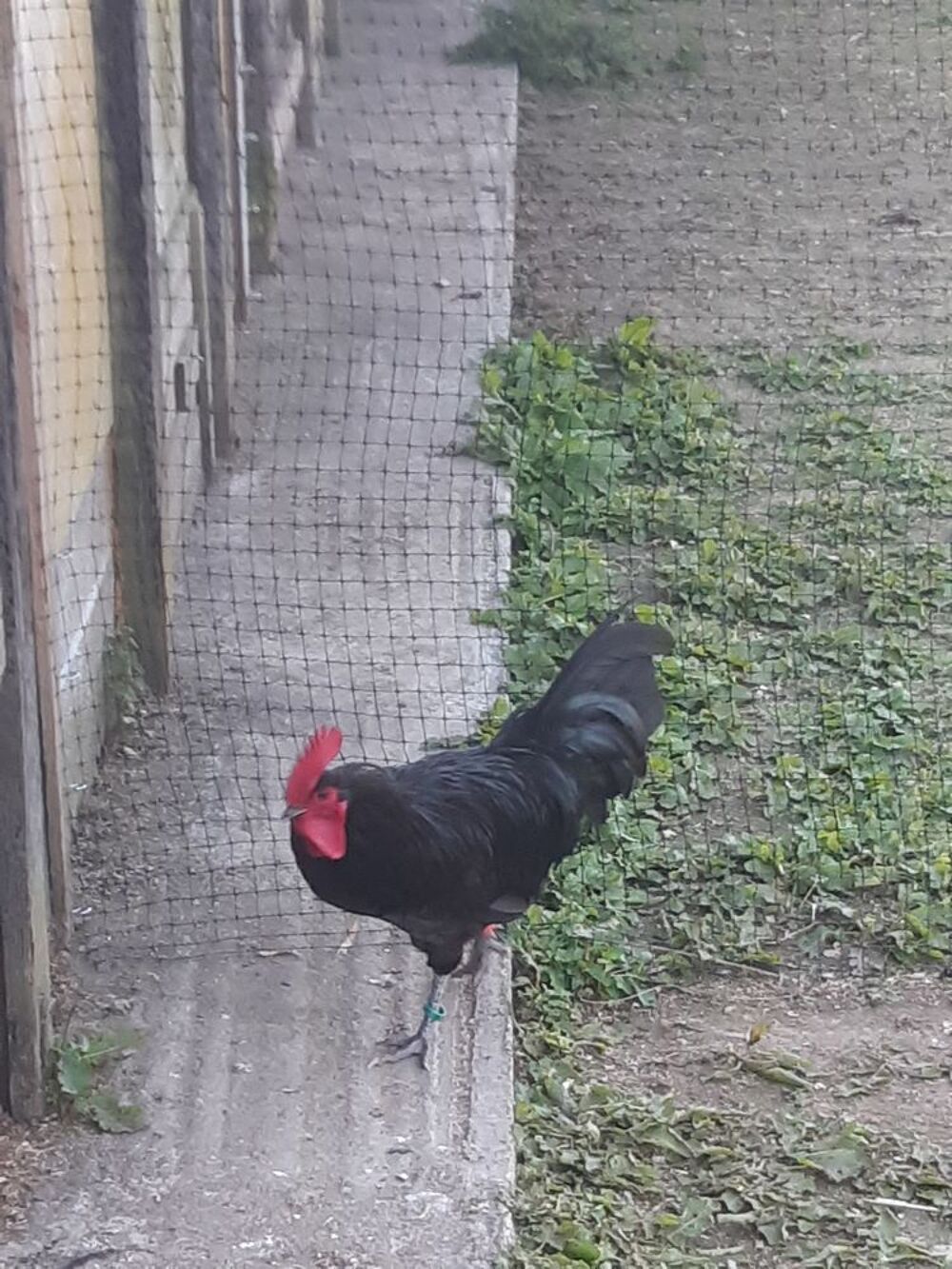   Coq Noir de Janzé pur race 