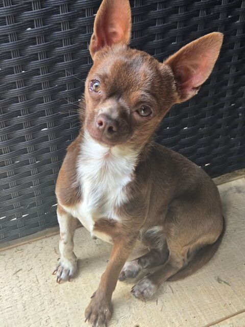 Saillie chihuahua toy pas 400 71360 �pinac