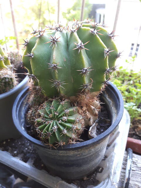 Cactus Vert en Pot 2 Paris 18 (75)