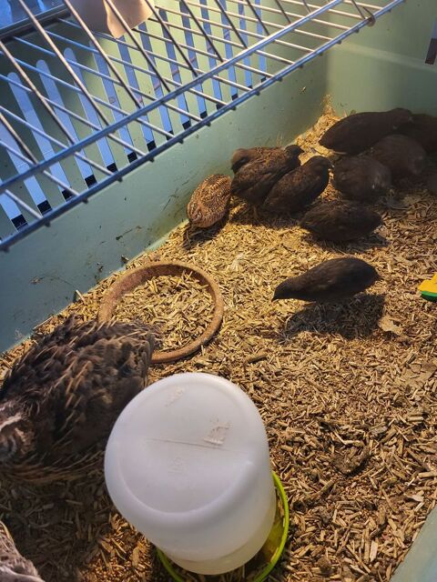 Cailles de Chine 5 42130 Bon