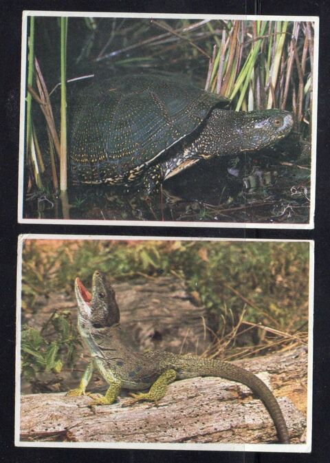 LOTS D'IMAGES POULAIN 2 Caumont (09)