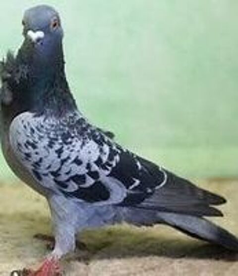    PIGEON CRAVATES BLEUS 