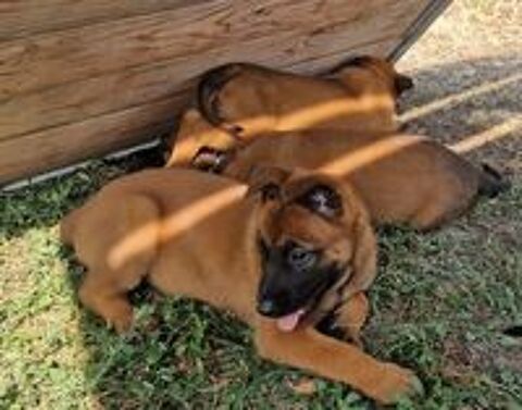   CHIOTS BERGER BELGE MALINOIS LOF 