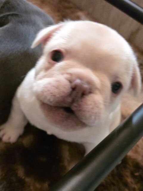 Chiots boubous!! 1400 63570 Lamontgie