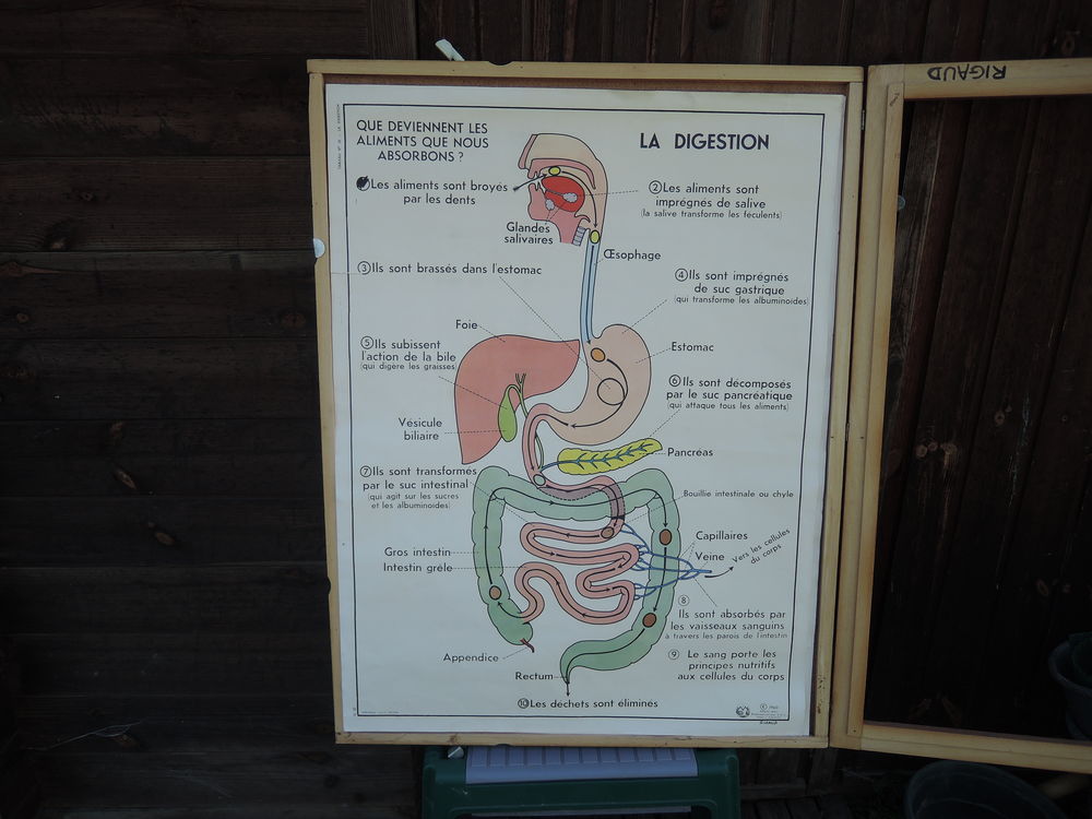 Affiches du corps humain 