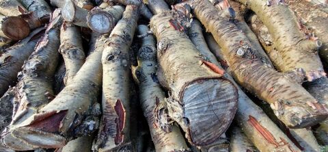 Bois de chauffage Pommier Livrer 85 R�alville (82)