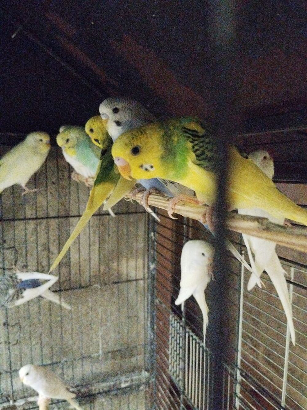   Peruches ondulees  