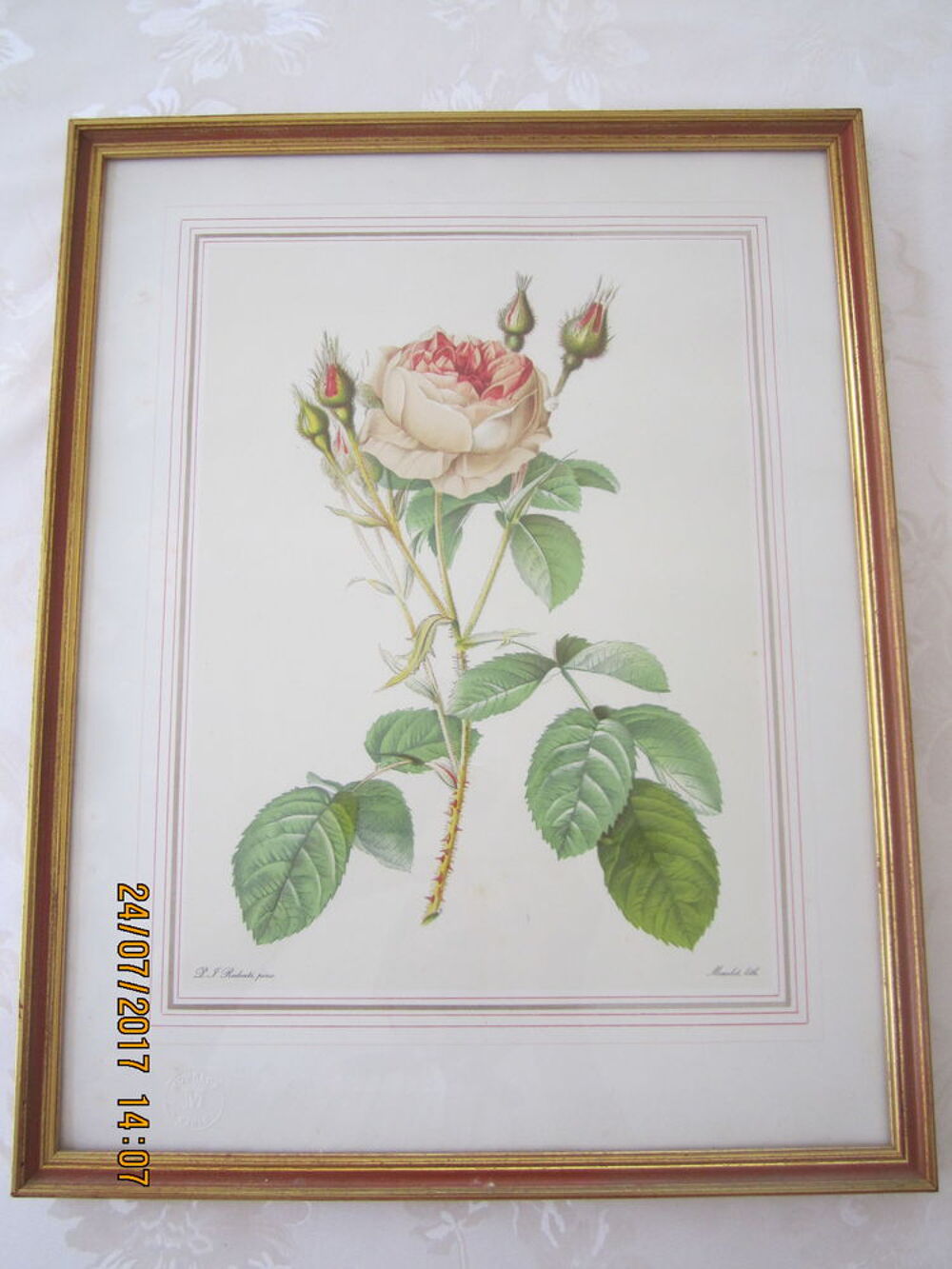 Lithographie(s) - ROSE(s) de REDOUTE Décoration