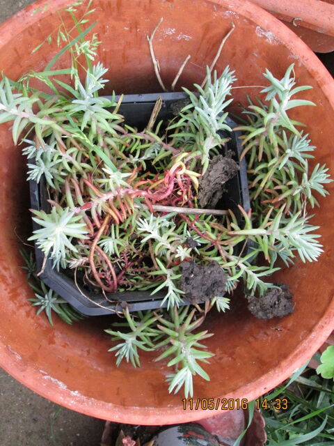 Plants de sdum ,petite plante vivace ,rampante fleurit jaun 2 Goussainville (95)